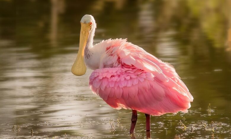 Billionaire Bill Ackman Trims Stake in Google and Uber While Betting on Memestock That’s Up 30% Year-to-Date