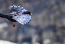 Crypto Analyst Benjamin Cowen Says Bitcoin Dominance To Rise As Altcoins Bleed – Here’s His Outlook