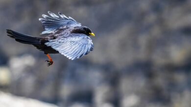 Crypto Analyst Benjamin Cowen Says Bitcoin Dominance To Rise As Altcoins Bleed – Here’s His Outlook