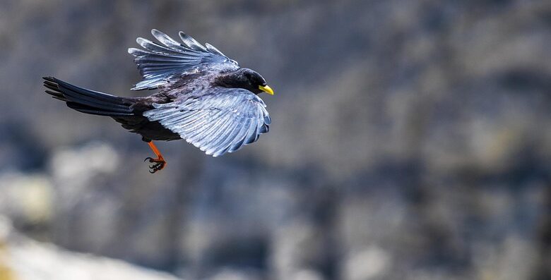 Crypto Analyst Benjamin Cowen Says Bitcoin Dominance To Rise As Altcoins Bleed – Here’s His Outlook