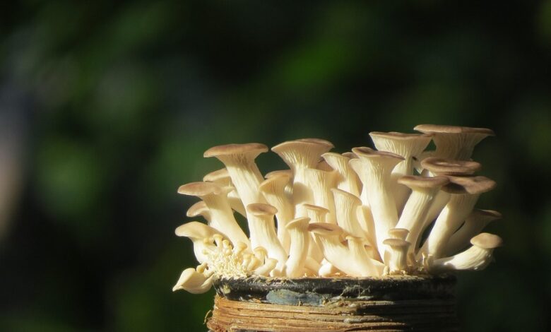 Analyst Benjamin Cowen Warns Ethereum’s ‘Good Run’ Hinges on Bitcoin Holding Above Crucial Bull Market Indicator