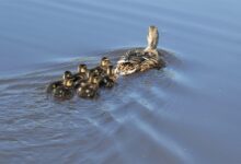 Bitwise CEO Declares Bitcoin’s Four Year Cycle Dead – Issues Major BTC Prediction for 2026