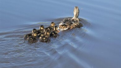 Bitwise CEO Declares Bitcoin’s Four Year Cycle Dead – Issues Major BTC Prediction for 2026