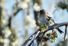 BlackRock CEO Larry Fink Says Crypto and Gold Are ‘Assets of Fear’ – Here’s What He Means