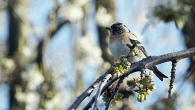 BlackRock CEO Larry Fink Says Crypto and Gold Are ‘Assets of Fear’ – Here’s What He Means