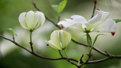 Florida Attorney General Launches Probe Into JPMorgan Chase Over Alleged ‘Shadow’ De-Banking Operations