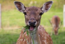 JPMorgan Chase Executive Warns S&P 500 Upside Limited – And AI Correction Could Trigger Mass Market Selloff