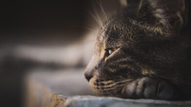 Mellow launches Core Vaults: modular infrastructure for institutional onchain strategies