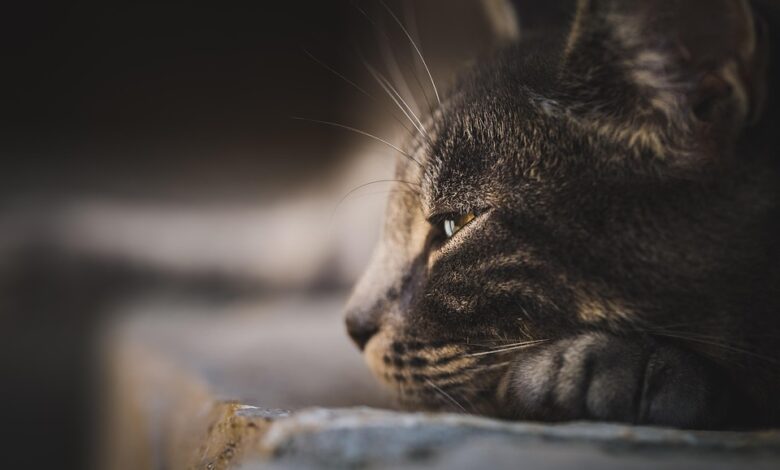 Mellow launches Core Vaults: modular infrastructure for institutional onchain strategies