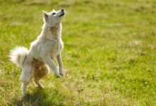 Man Allegedly Drains $45,000 From Customers At Three US Banks Using Only His Smartphone: Report