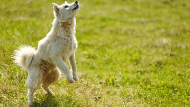 Man Allegedly Drains $45,000 From Customers At Three US Banks Using Only His Smartphone: Report