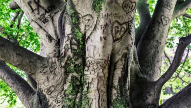 The Era of DEX Dominance: BasePerp, the First Base Perpetual DEX, Announced Its ICO