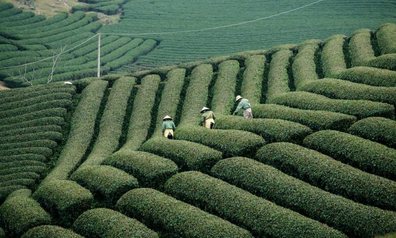 Sonami Announces Presale Developments and Layer 2 Expansion