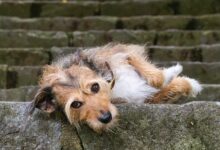 Billionaire Warren Buffett Pours $61,762,000,000 Into Single US Asset As Berkshire Hathaway’s Cash Holdings Surge